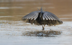 Gambia birding tours