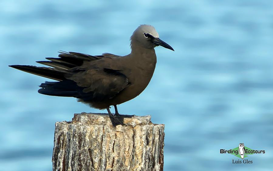 florida peninsula trip report 2022