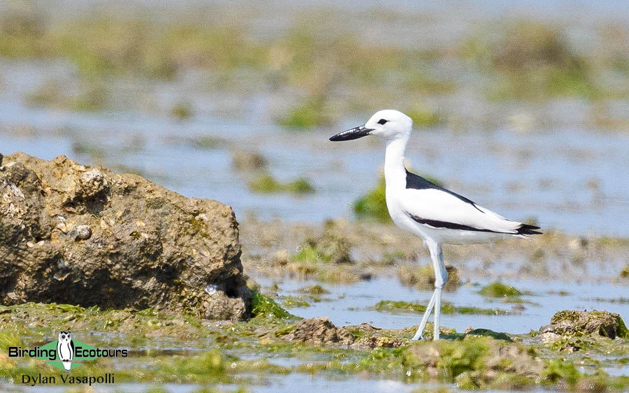 Southern Mozambique birding tours