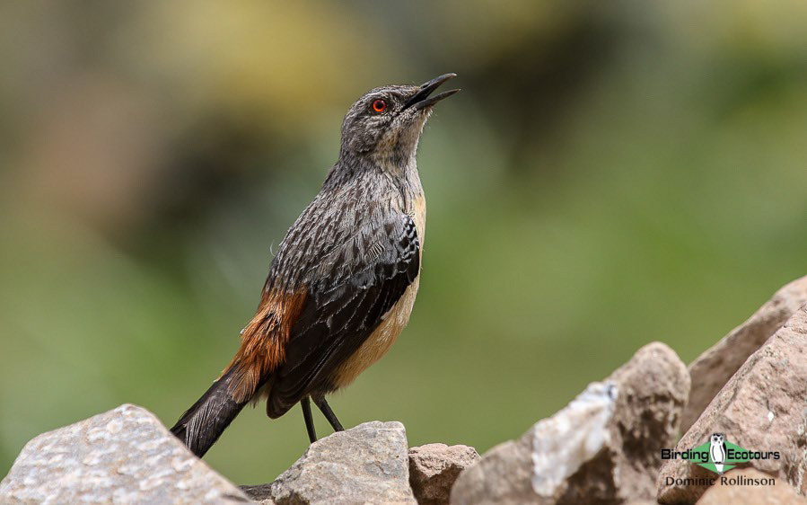 Endemic birds of South Africa