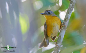 Mozambique birding tours