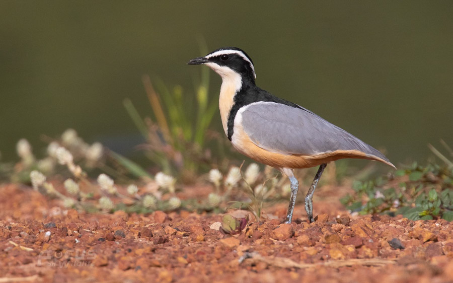 Gambia birding tours