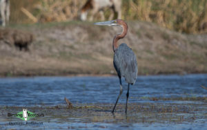 Gambia birding tours