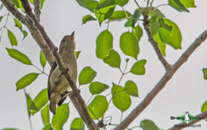 Southern Mozambique birding tours