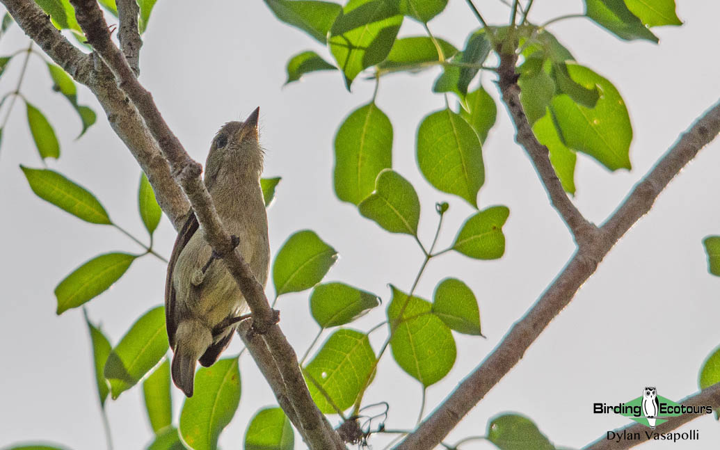 Southern Mozambique birding tours