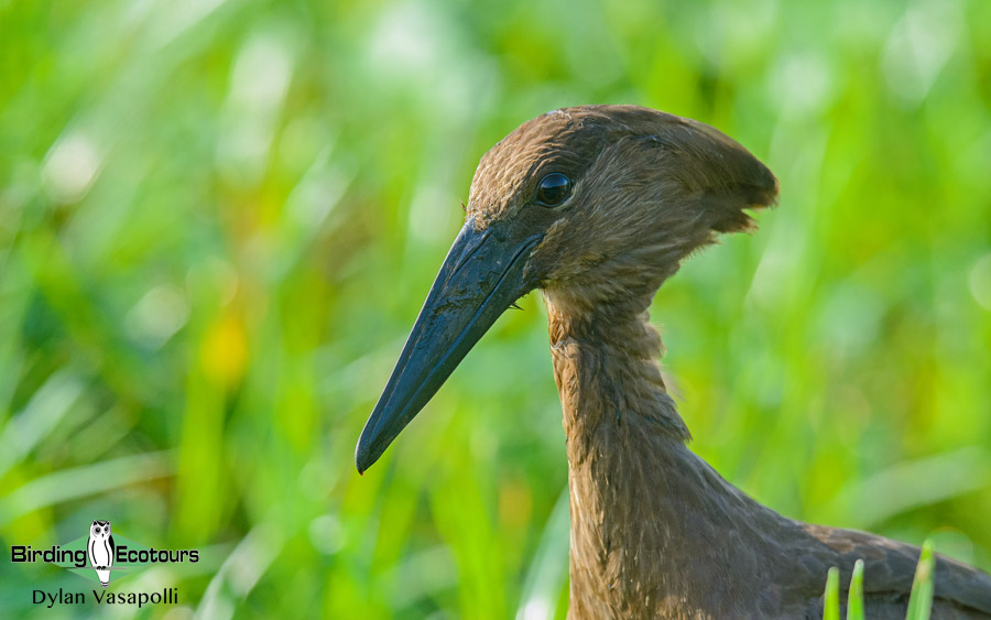 Gambia birding tours