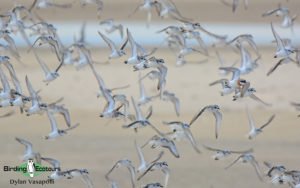 Southern Mozambique birding tours
