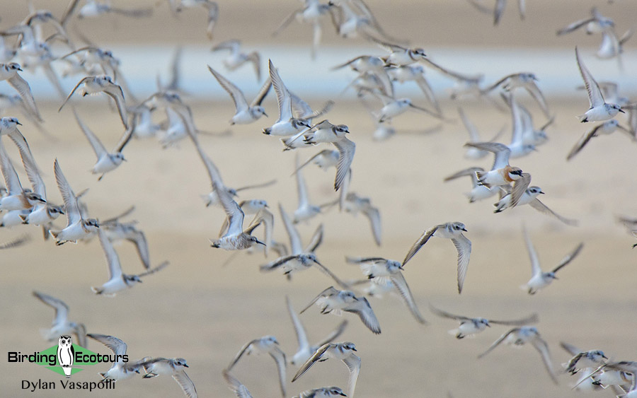 Southern Mozambique birding tours