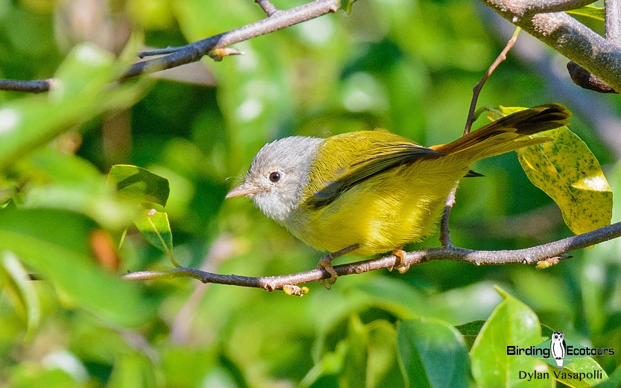 Mozambique birding tours