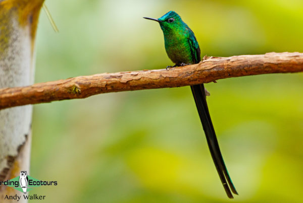 How to choose a birding tour