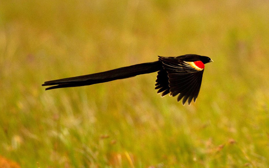 Endemic birds of South Africa