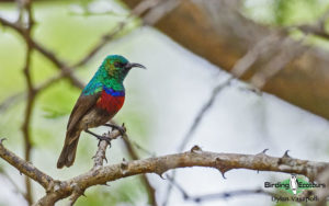 Southern Mozambique birding tours