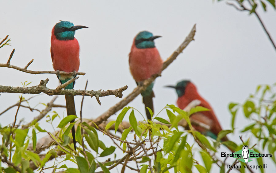 Gambia birding tours