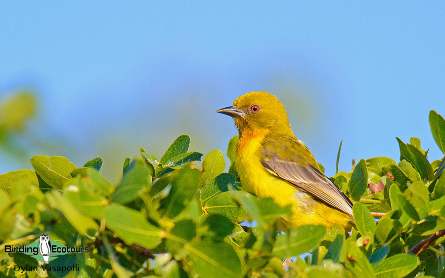 Southern Mozambique birding tours