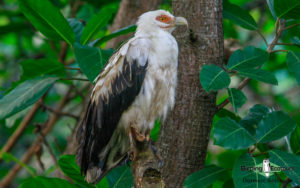 Gambia birding tours