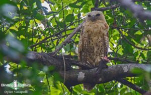 Gambia birding tours