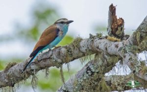 Mozambique birding tours