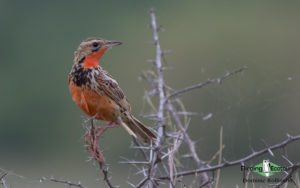 Southern Mozambique birding tours