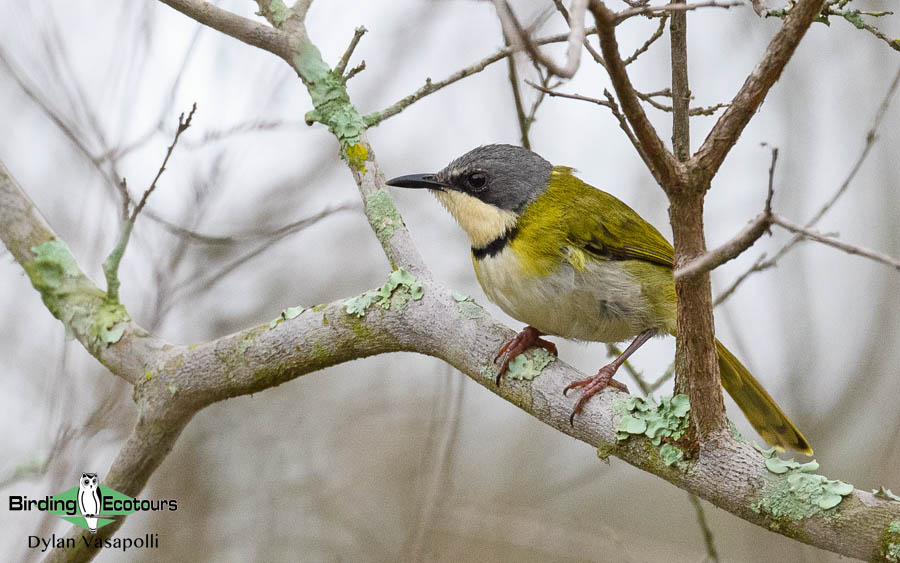 Southern Mozambique birding tours