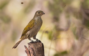 Gambia birding tours