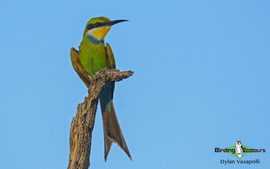 Gambia birding tours