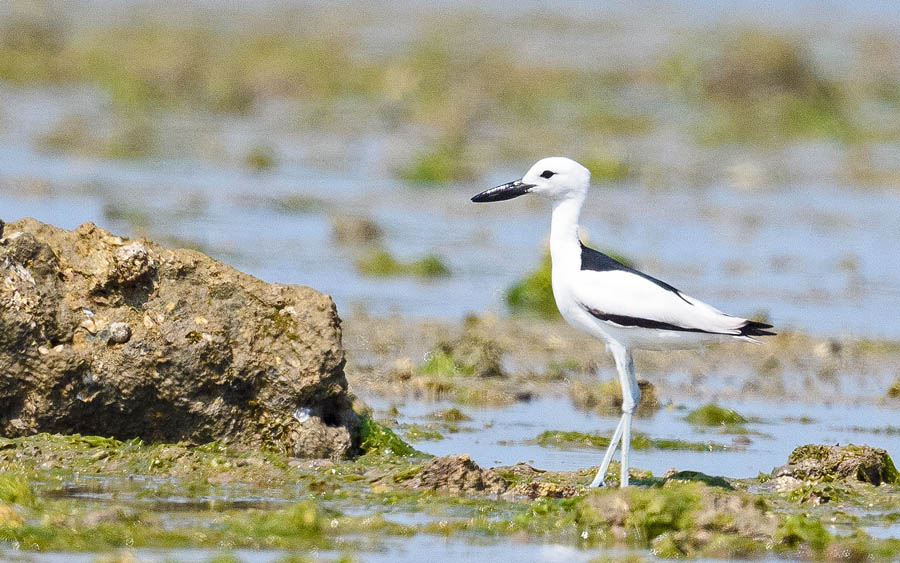 Mozambique birding tours