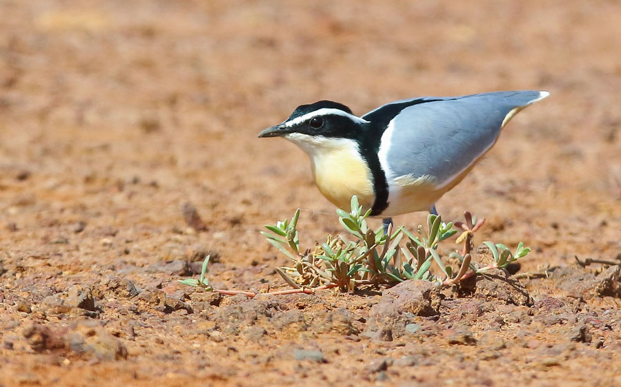 Gambia birding tours