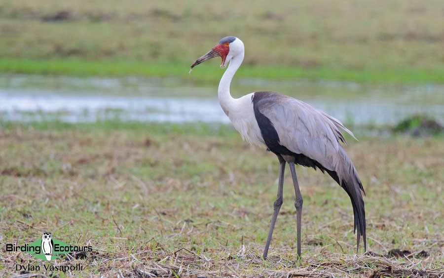 Southern Mozambique birding tours