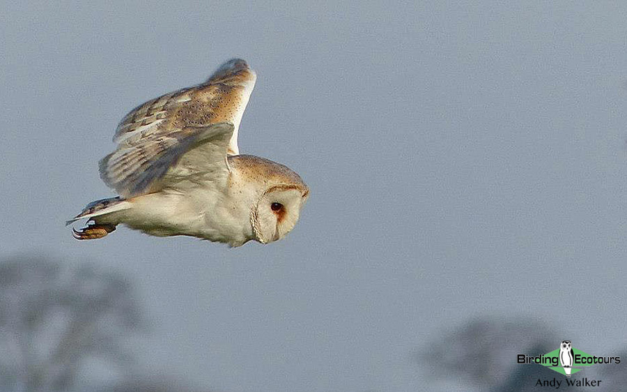 Year birding Norfolk