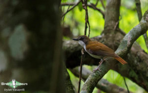 Mozambique birding tours