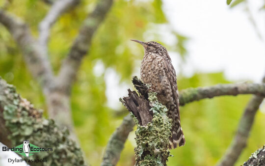 Mozambique pitta report 2021