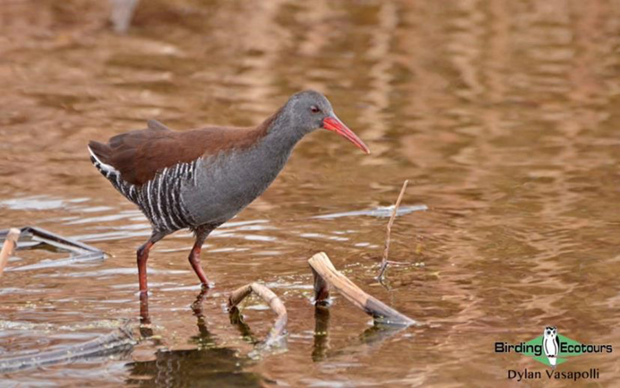 highveld and wetlands