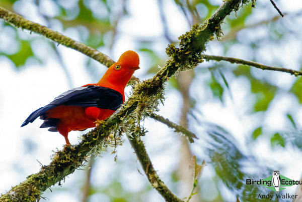 Northern Ecuador birding