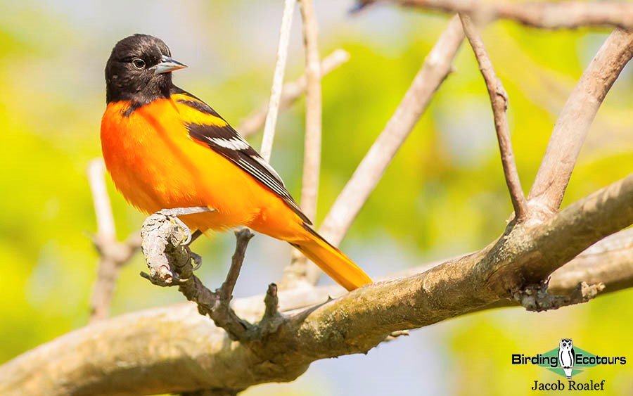 Ohio birding day tours