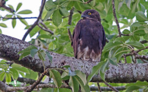 Senegal birding tour