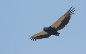 Senegal birding tour