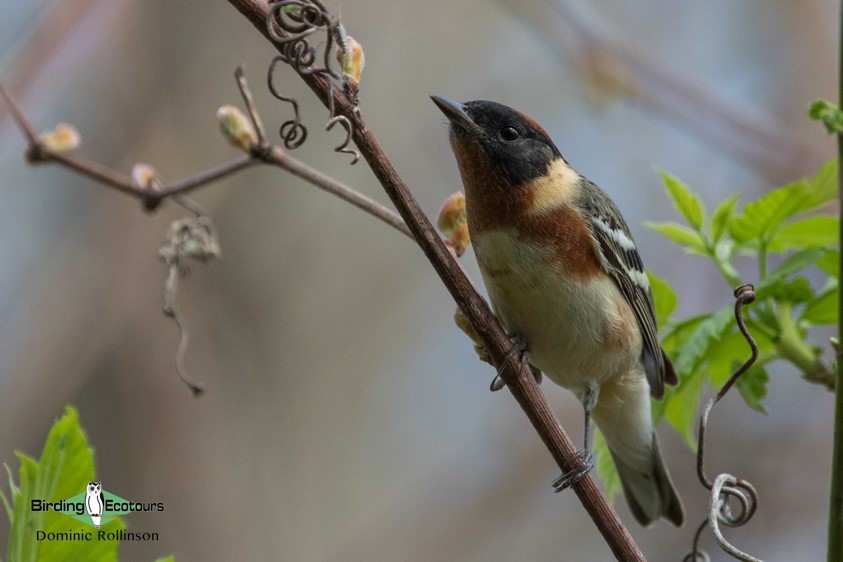 Ohio birding day tours