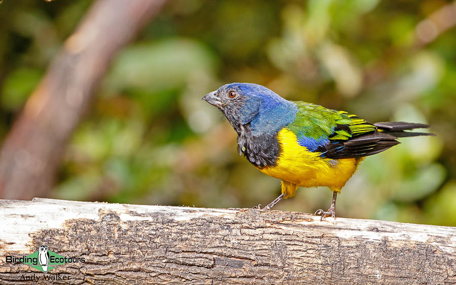 northern-ecuador-birding