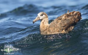 Japan birding tours