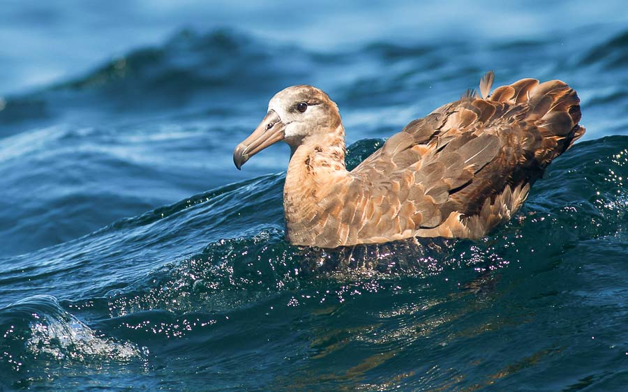 Japan pelagic extension