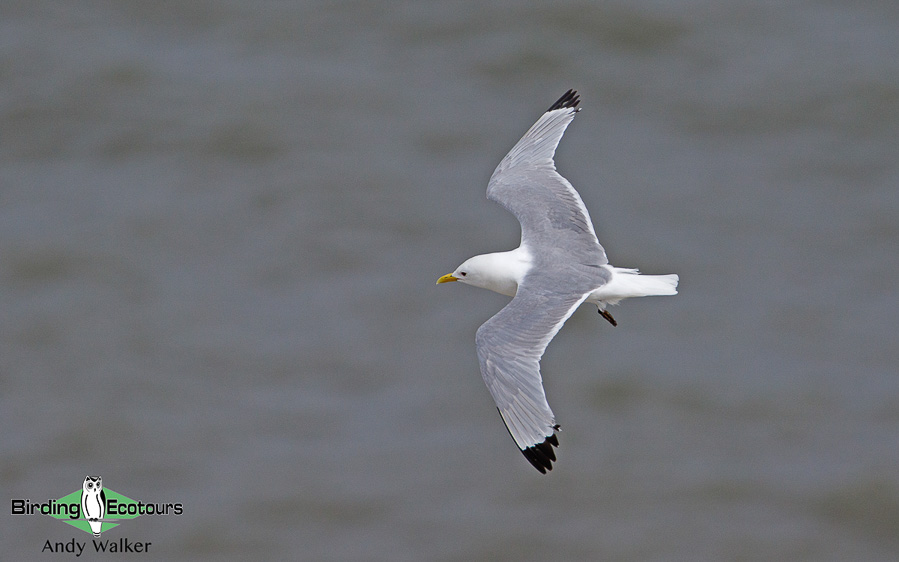 common UK wetland birds