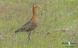 common UK wetland birds