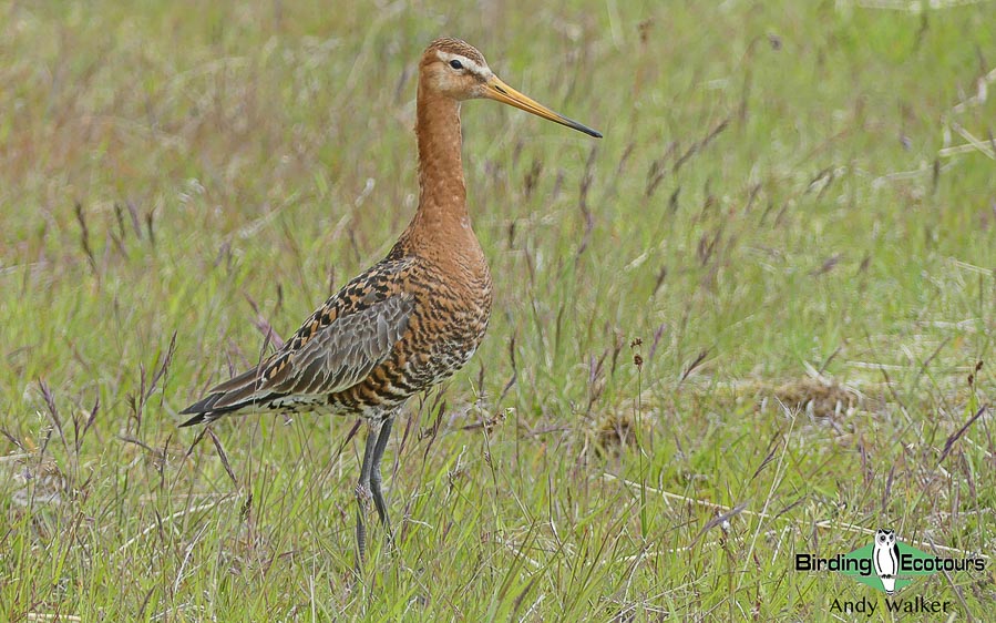 common UK wetland birds