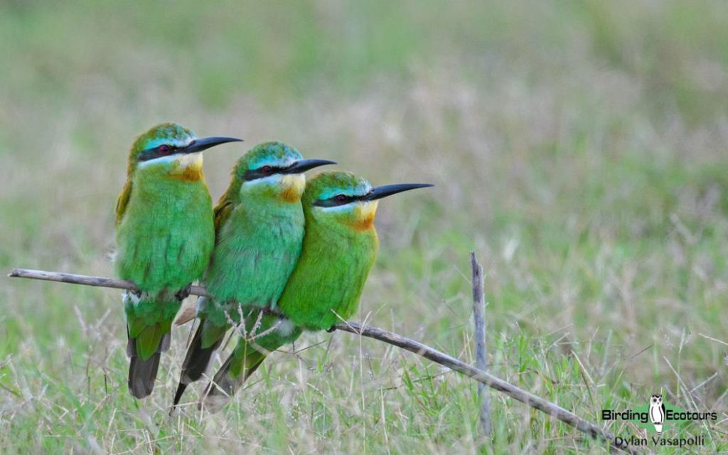 Zaagkuilsdrift Day Birding