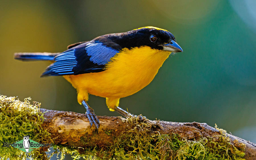 northern-ecuador-birding