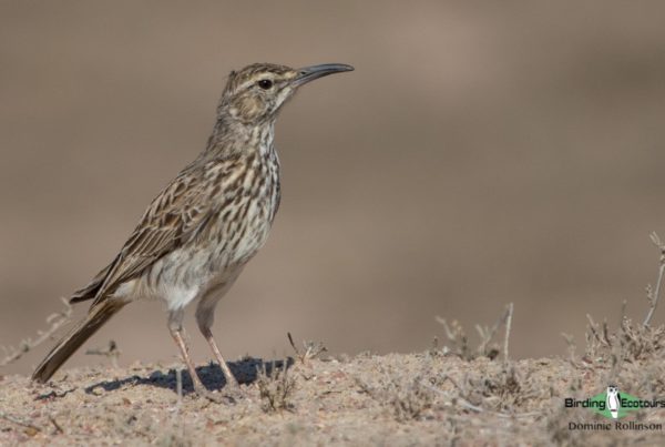 1-day South African West Coast trip report