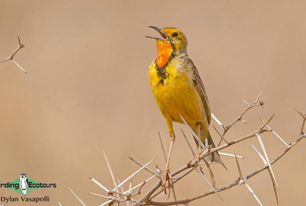 highveld suikerbosrand
