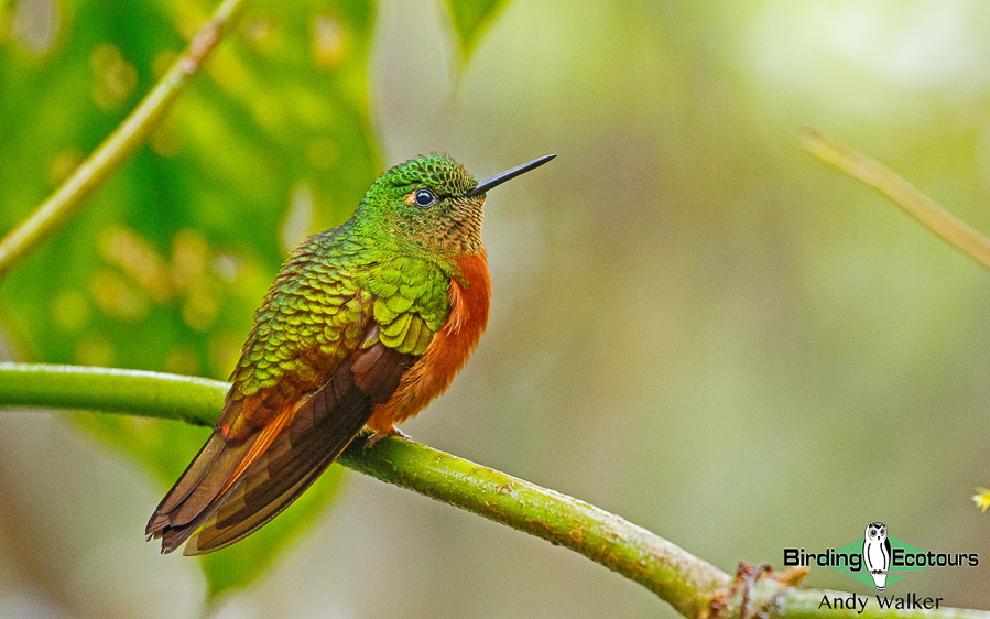 southern-ecuador-birding