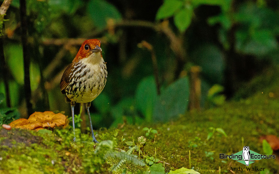 northern-ecuador-birding