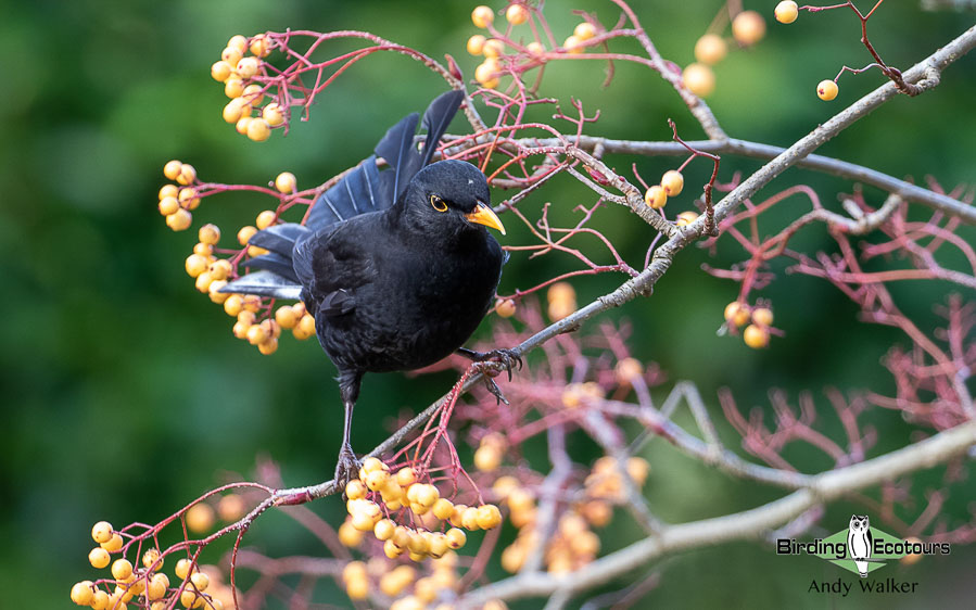 Common garden birds of the United Kingdom